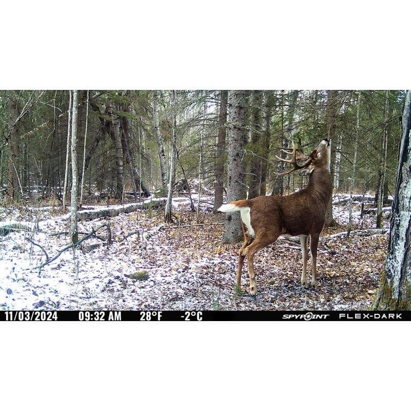 Spypoint FLEX-DARK Cellular Trail Camera